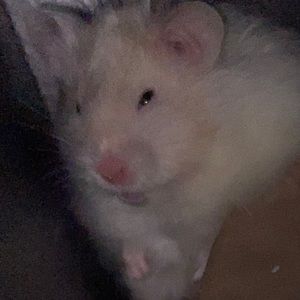 Meet your Posher, Cassie